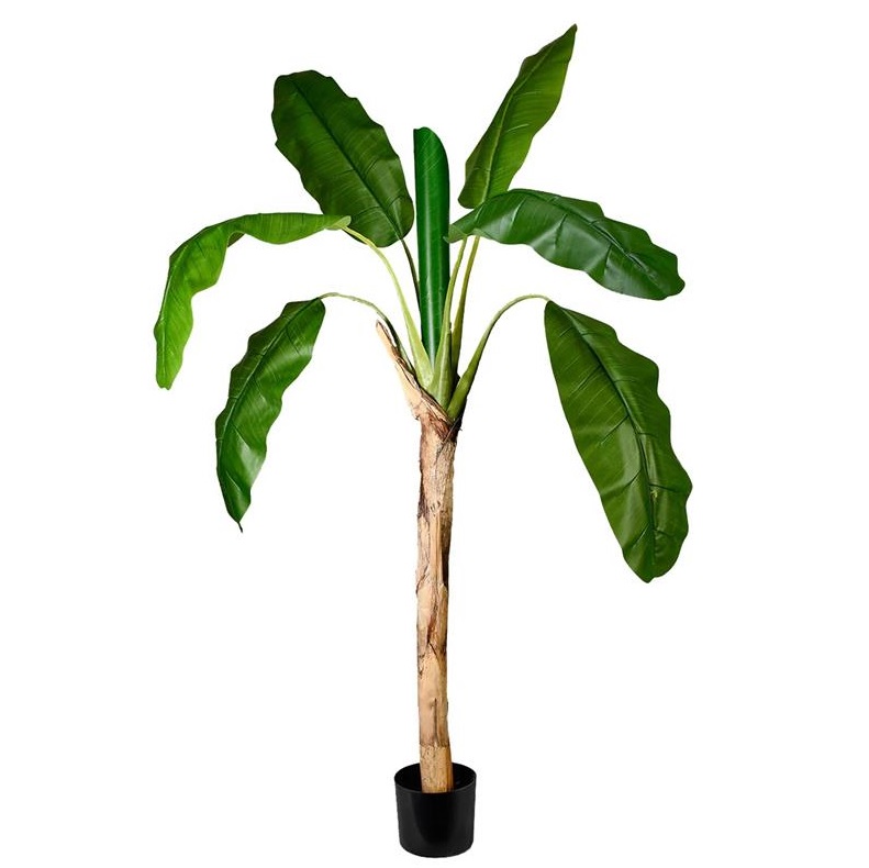 درختچه موز
